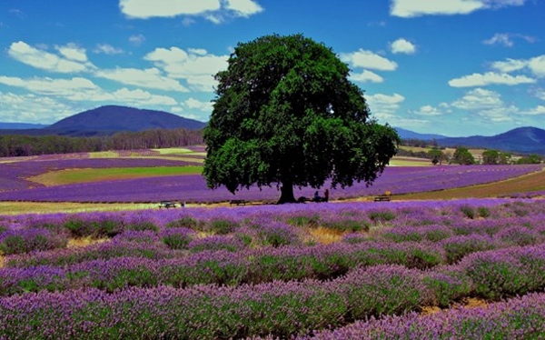 Nằm trong thung lũng Yarra, cách thủ đô Melbourne một giờ di chuyển, du khách đến trang trại Warratina có thể tản bộ dọc theo những luống hoa oải hương và ngắm nhìn những cách đồng xa xa.